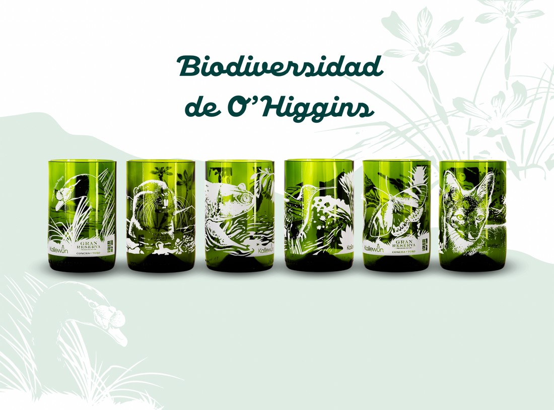 Biodiversidad O&