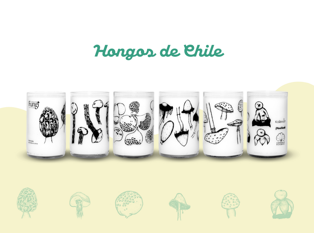 Hongos de Chile